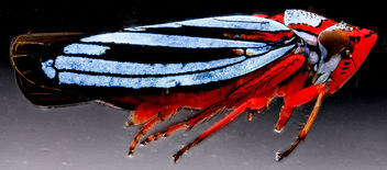 Leafhopper cuvette, U, side, Dominican Republic_2012-11-28-15 - Kostenloses image #281593