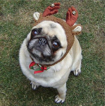 Pug Compact Reindeer Christmas Costume - image gratuit #281603 