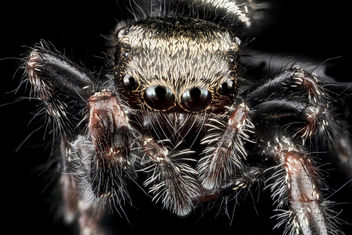 Jumping spider, U, Face, Upper marlboro_2013-08-02-15.51.47 ZS PMax - image #281943 gratis