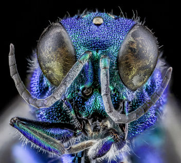 Chrysidid Wasp, U, Face, UT, Utah County_2013-08-09-16.56.13 ZS PMax - image gratuit #281953 