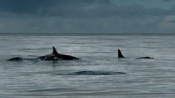 The Killer Whale's Family in Norwegian Sea - Free image #281973