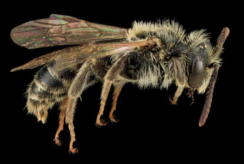 Andrena nigrae, M, Side, MD, PG County_2013-08-20-16.47.09 ZS PMax - бесплатный image #282063