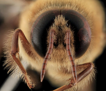 Apis mellifera, Drone, face2, MD, Talbot County_2013-09-30-18.21.11 ZS PMax - Kostenloses image #282083