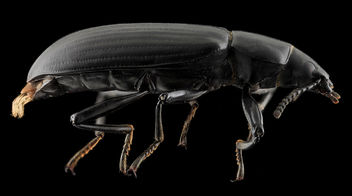 Darkling Beetle, side, Upper Marlboro_2013-10-08-22.50.24 ZS PMax - Free image #282123