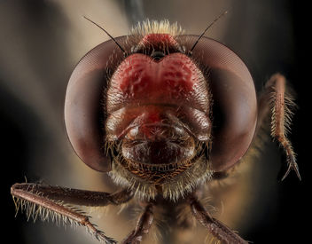Sympetrum?, face, Beltsville, md_2013-10-25-10.45.47 ZS PMax - Kostenloses image #282173