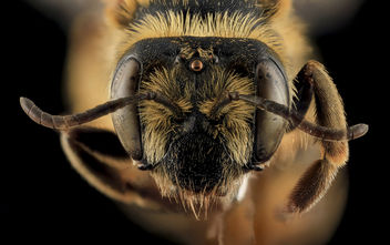 Andrena helianthiformis, face, Pennington County, SD_2013-10-23-09.50.41 ZS PMax - image gratuit #282253 