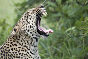 Leopard yawning - Free image #282343