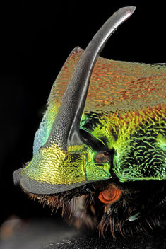 Rainbow Scarab, face1, silver spring, md_2013-12-31-14.48.26 ZS PMax Panorama2 - image #282353 gratis