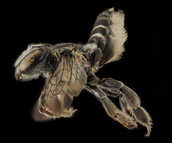 Megachile integrella, F, Side, NC, Moore County_2014-01-07-16.37.14 ZS PMax - Free image #282383