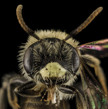 Andrena ziziaformis, M, Face, VA, Giles County_2014-01-31-17.00.50 ZS PMax - бесплатный image #282473