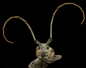 cerambycid beetle, u, face, md, pg county_2014-06-18-15.17.23 ZS PMax - image #282873 gratis