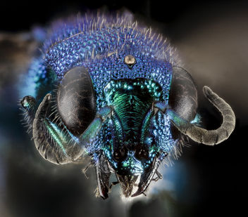 Chrysidid Wasp_2014-07-02-09.15.31 ZS PMax - Kostenloses image #282893