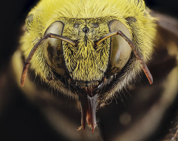 xylocopa india yellow, m, india, face_2014-08-10-11.17.01 ZS PMax - Free image #283273