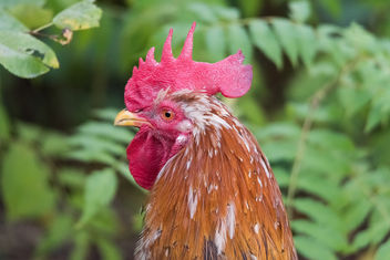 rooster - image gratuit #283333 