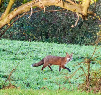 Morning Hunt, Red Fox, Cotswolds, Gloucestershire - Free image #283403