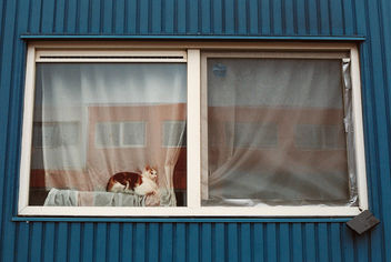 Window cat - Free image #283453
