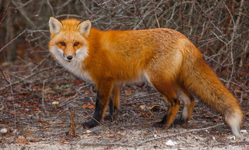 Foxes of Island Beach State Park New Jersey - Free image #283503