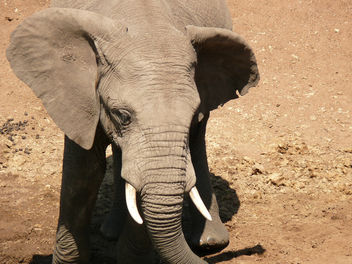 Elephant in the Mara - image gratuit #283683 