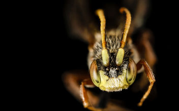 Nomada articulata, m, talbot, md, face_2015-05-17-16.38.02 ZS PMax - Kostenloses image #283713