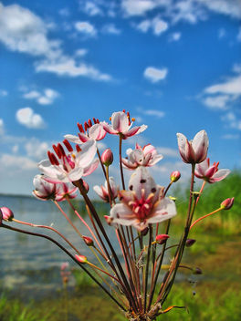 lake-flower - бесплатный image #284363