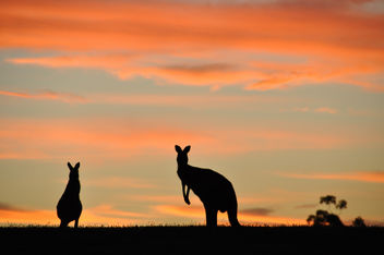 Aussie Silhouette - image gratuit #284883 