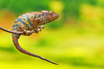 Cameleon colors - Free image #286203