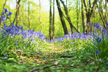 Path Of Bluebells - Kostenloses image #286233
