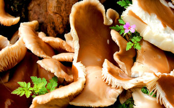 Flower and Fungus! Cheddar Gorge Somerset #dailyshoot - image #286513 gratis