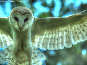 Australian Barn Owl - image gratuit #286703 