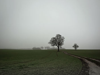 Trees in Morning Mist - image gratuit #287453 