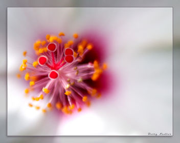 white hibiscus - image gratuit #288323 