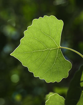 Backlit leaf - image gratuit #288413 
