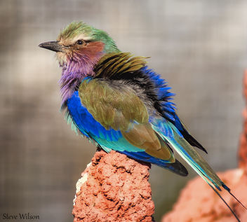 Lilac breasted roller - image gratuit #288953 