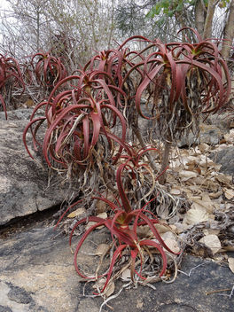 shrubby Aloe mawii - Free image #289043