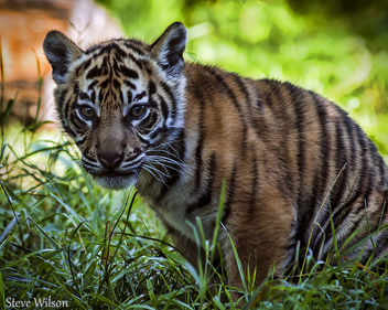 Beautiful Sumatran Tiger Cub - image gratuit #289183 