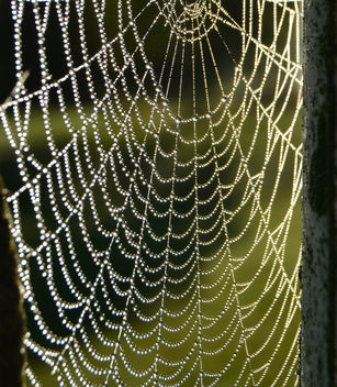 Web of pearls - Kostenloses image #289333
