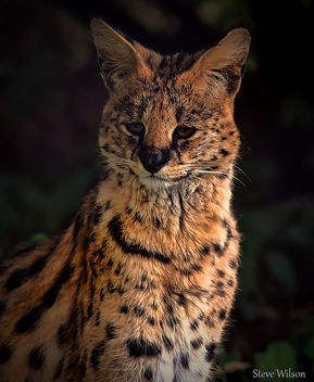 Serval at Chester Zoo (EXPLORE) - image #289353 gratis