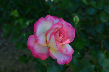 Flowers & Roses - image gratuit #289733 