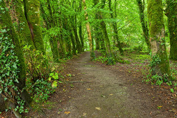 Killarney Park Forest Trail - HDR - бесплатный image #289853