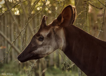The Rare Okapi - image gratuit #289923 