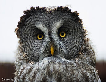 Beautiful Great Grey Owl - image #290733 gratis
