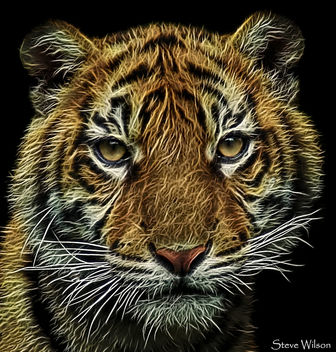 Fractal Tiger Cub - Kostenloses image #290903