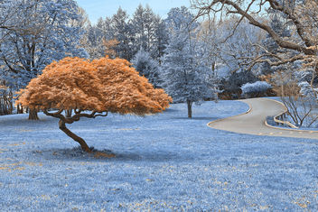 Woodend Sanctuary Scenery - Winter Blue HDR - image #291693 gratis