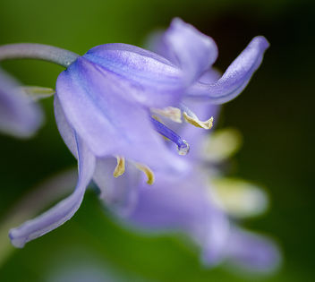The Bluebell drop - Free image #291853