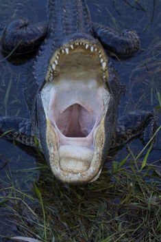 American alligator (Alligator mississippiensis) - бесплатный image #291993