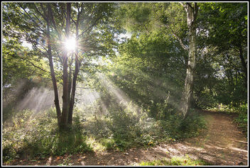 Path in the morning mist - бесплатный image #293743