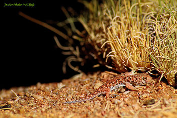 Baby barking gecko in Goegap Nature Reserve (Namakwaland; South Africa) - image gratuit #293923 