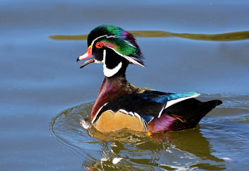Wood Duck Male - Free image #293993