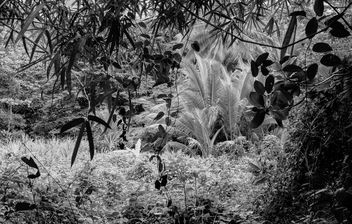 In the Jungle,... - Free image #294223