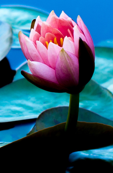 water lily - Free image #294393